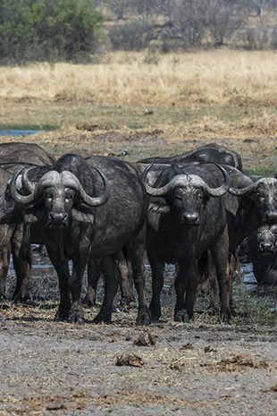 Big 5 Safari Buffalo