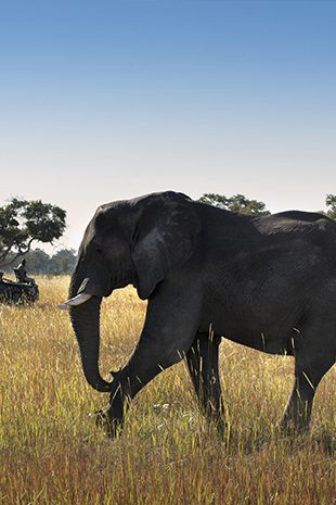Big 5 Safari Elephant