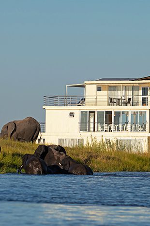 Cruise Safaris Elephant