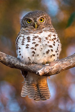 Bird Watching Botswana owl