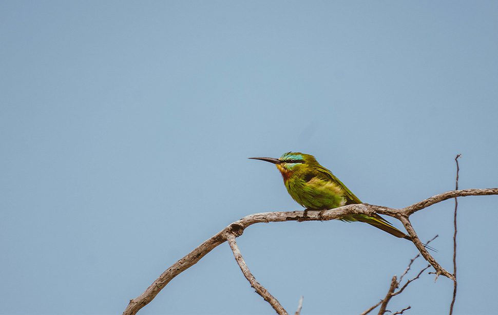 Bird Watching Botswana 