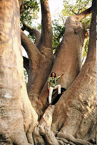 Photography Botswana Tree