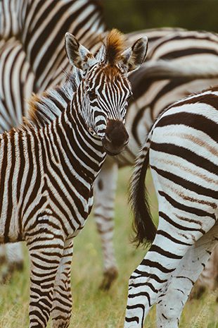 Photography Botswana zebra 