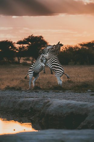 Photography Botswana Two Zebra